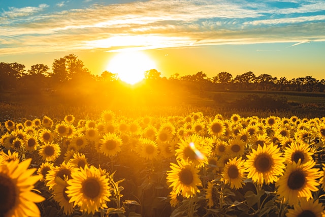 sunflower